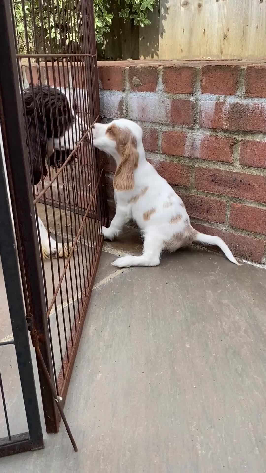 Cocker Spaniel dogs for sale: OUT STANDING  GORGEOUS SHOW TYPE COCKER SPANIEL  - Video 2