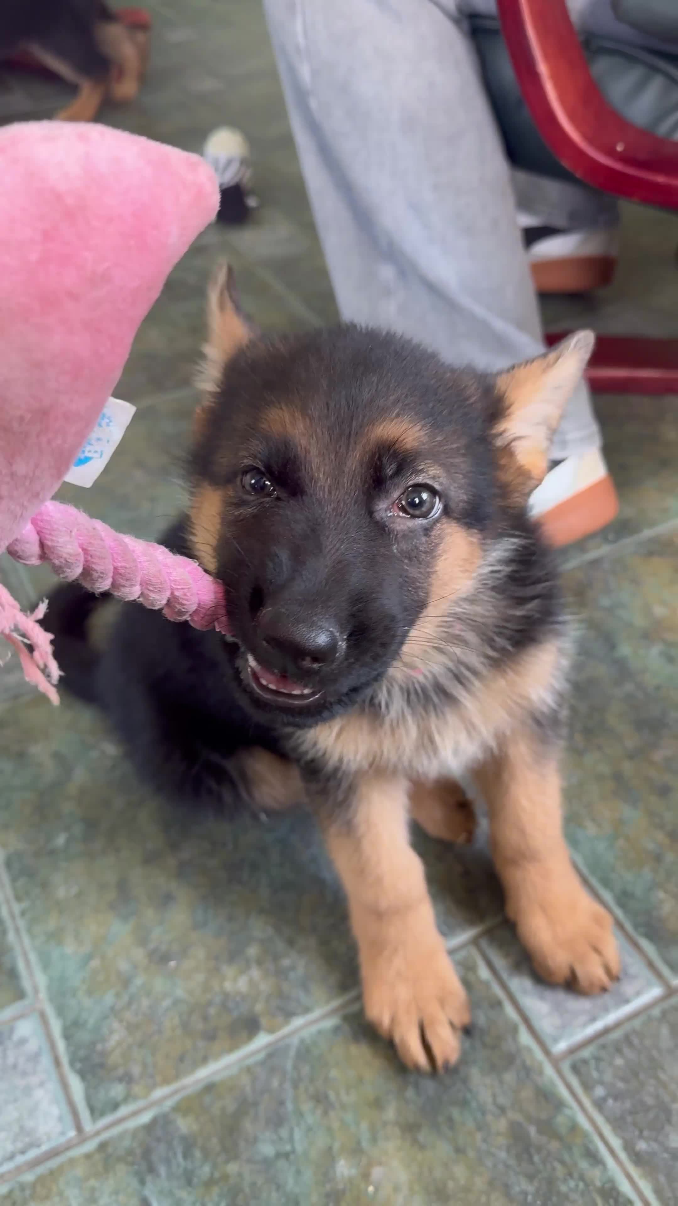 German Shepherd dogs for sale: Stunning KC Registered German Shepherd Puppies  - Video 2