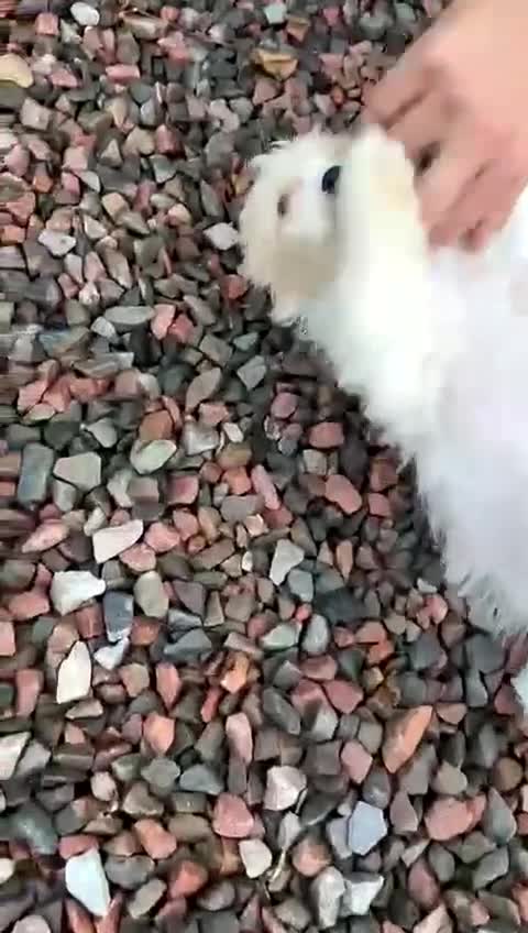 Cavachon dogs for sale: cavachon Puppies  - Video 1