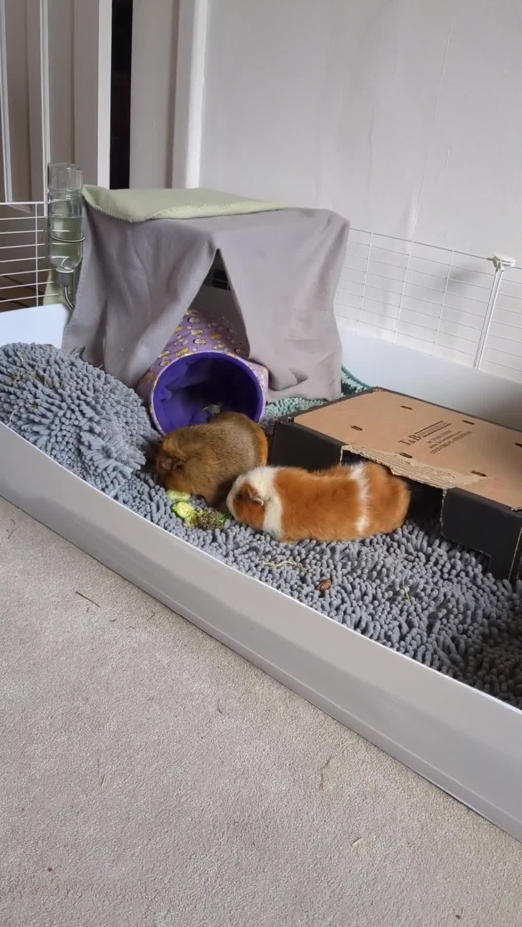 Guinea Pig rodents for sale: Loved guinea pigs need forever home 🩷 - Video 2