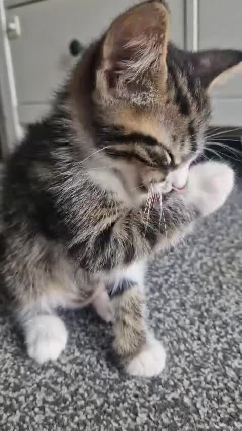 Mixed Breed cats for sale: 5 kittens for sale  in Slough - Video 1