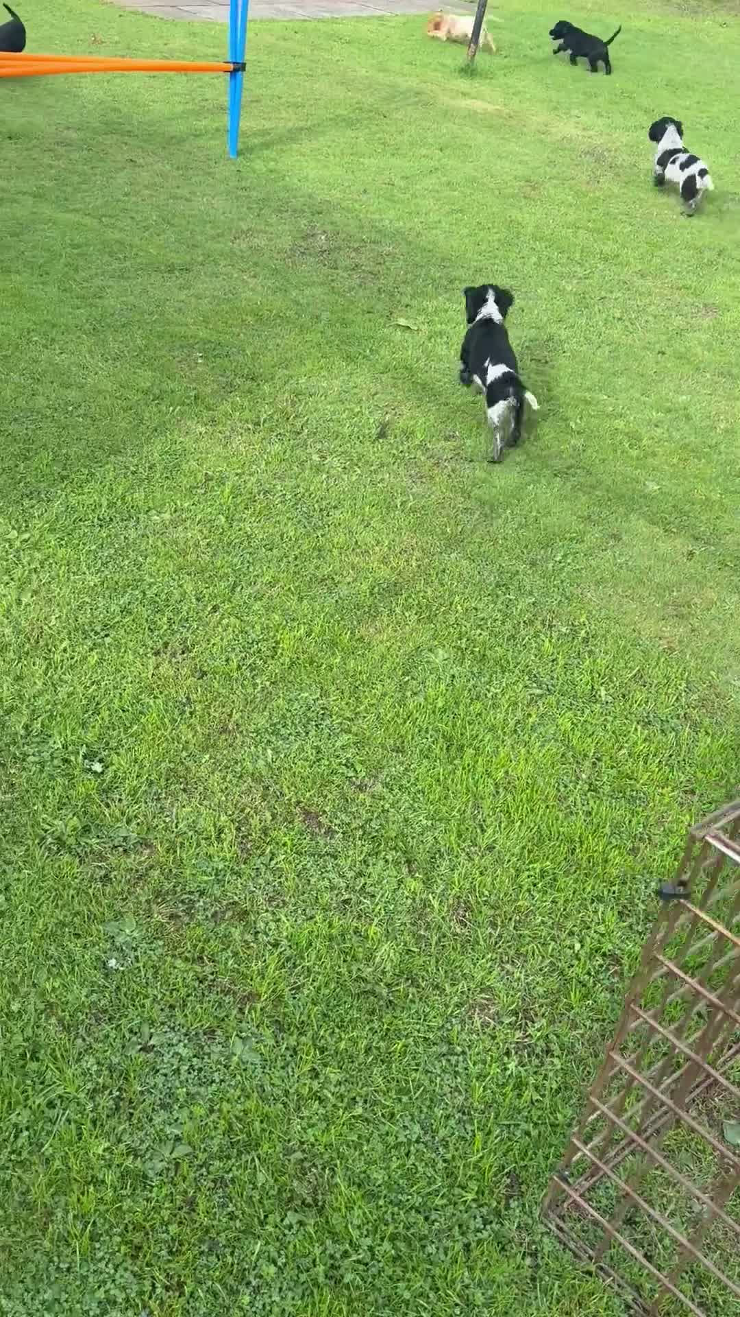 Cocker Spaniel dogs for sale: Cocker Spaniel puppies  - Video 1