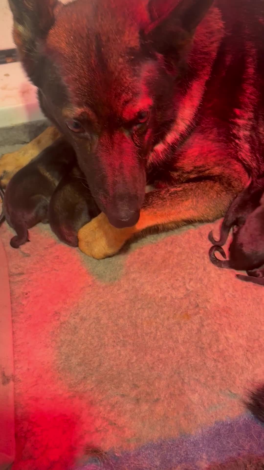 German Shepherd dogs for sale: Short hair Czech German shepards  - Video 1