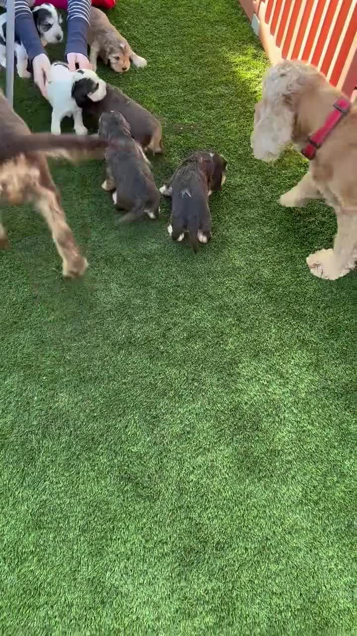 Cocker Spaniel dogs for sale: Beautiful KC Show Cocker girl DNA tested  - Video 1