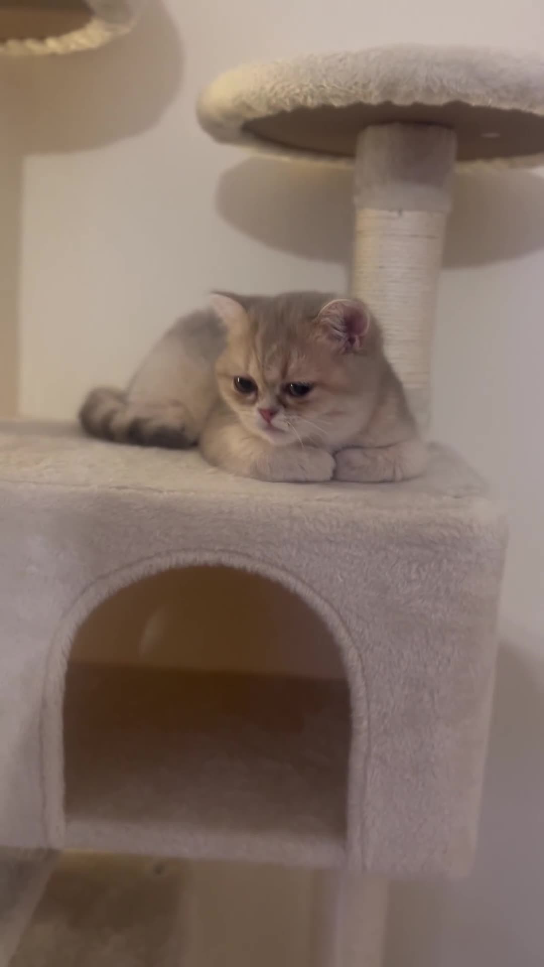 British Shorthair cats for sale: 🍡Mochii | British Shorthair Golden Shaded Apricot - Video 3