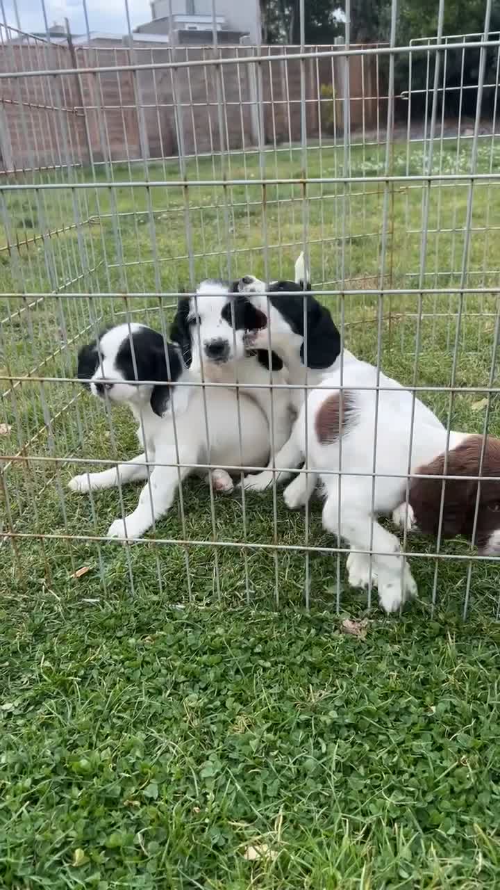 English Springer Spaniel dogs for sale:  springer spaniels pups for sale  - Video 2