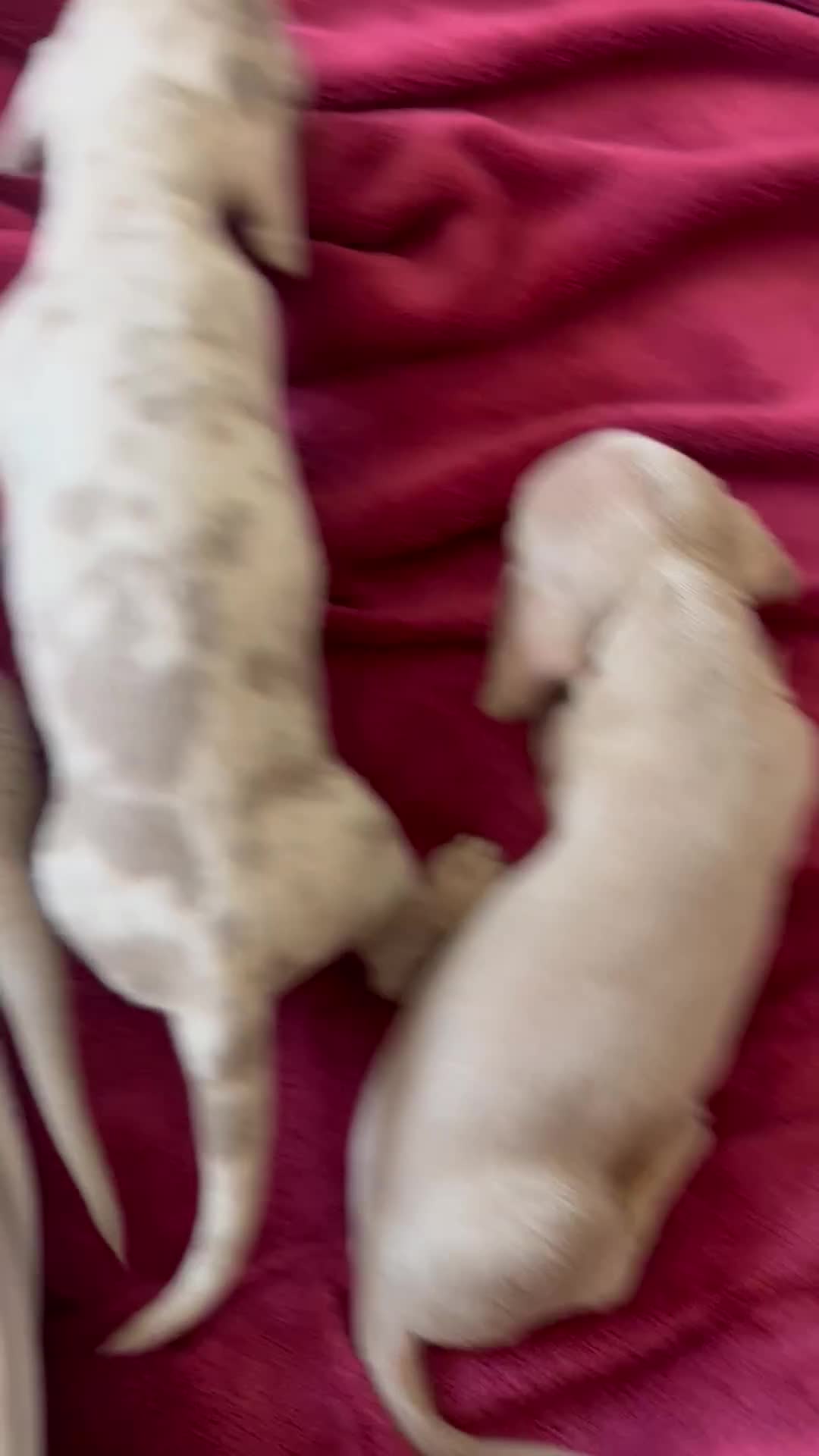 Dachshund dogs for sale: Miniature dachshund  - Video 2