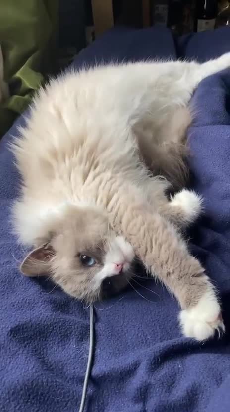 Siberian cats for sale: Stunning Neva Masquerade Siberian young adult vat - Video 2
