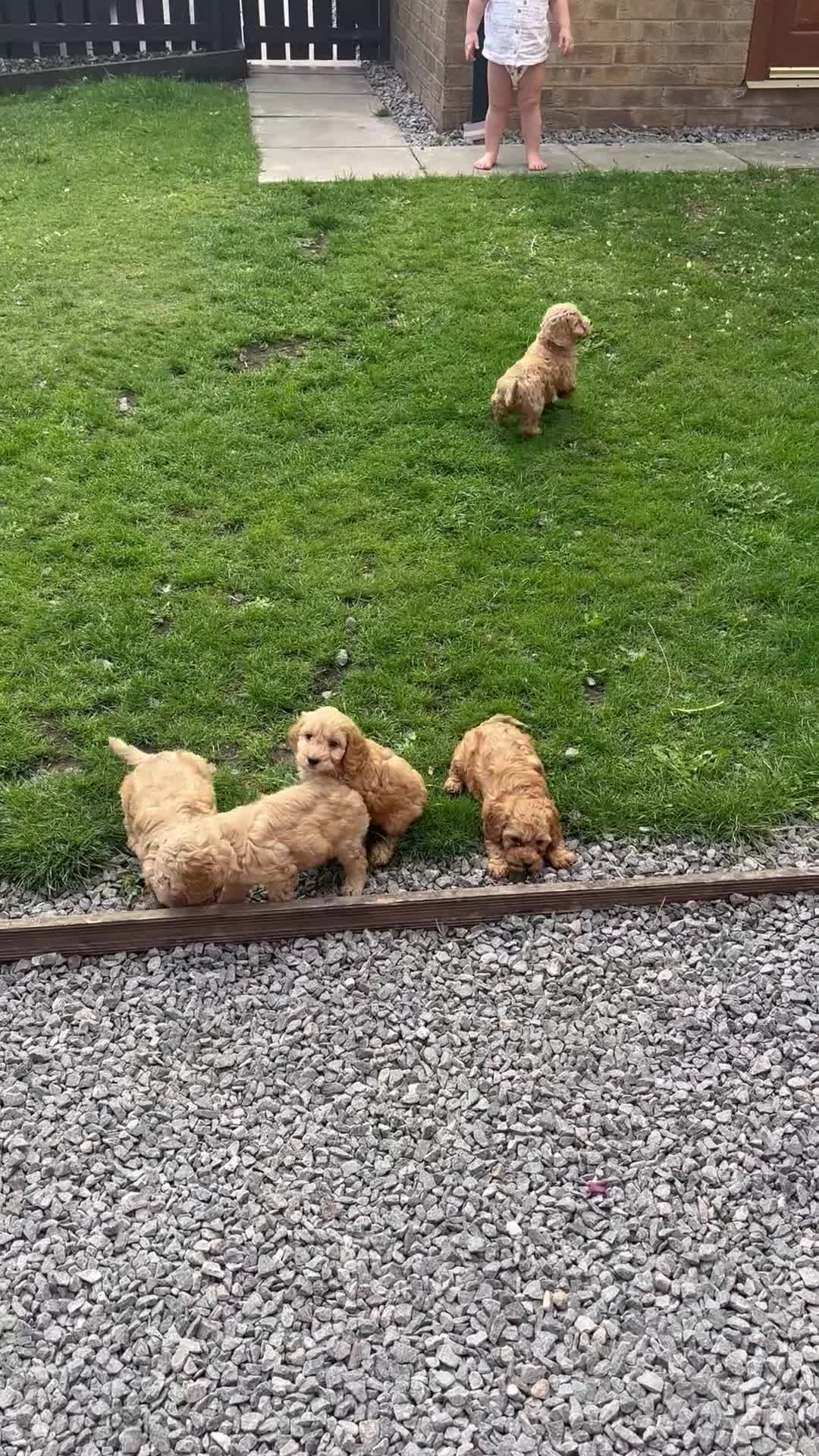 Cavapoo dogs for sale: Toy poodle x cavalier puppies (Cavapoo) in Durham - Video 1