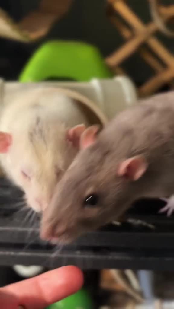 Rat rodents for sale: Forever Home Wanted Six Healthy Male Rats ❤️ - Video 1