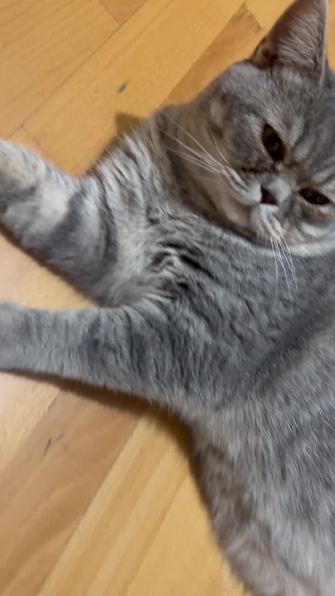 Mixed Breed cats for sale: Half British shorthair  - Video 1