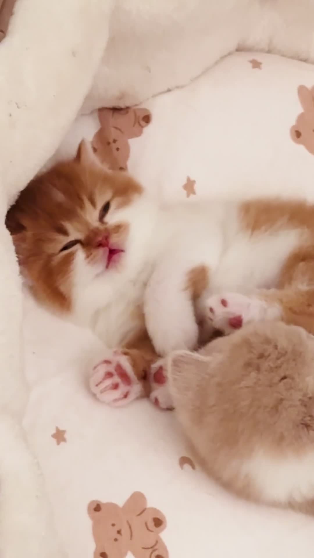British Shorthair cats for sale: Exceptional British Shorthair Kittens, GCCF& TICA  - Video 4