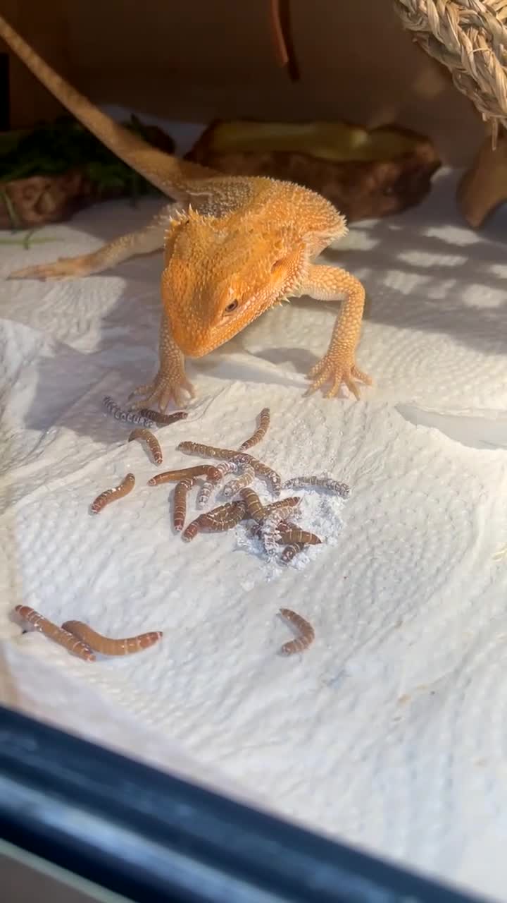 Bearded Dragon reptiles for sale: Boy Bearded Dragon  - Video 1