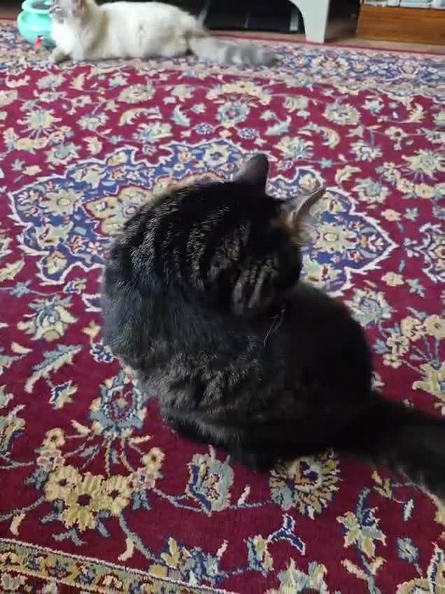 Mixed Breed cats for sale: Ragdoll mixed  in London - Video 1