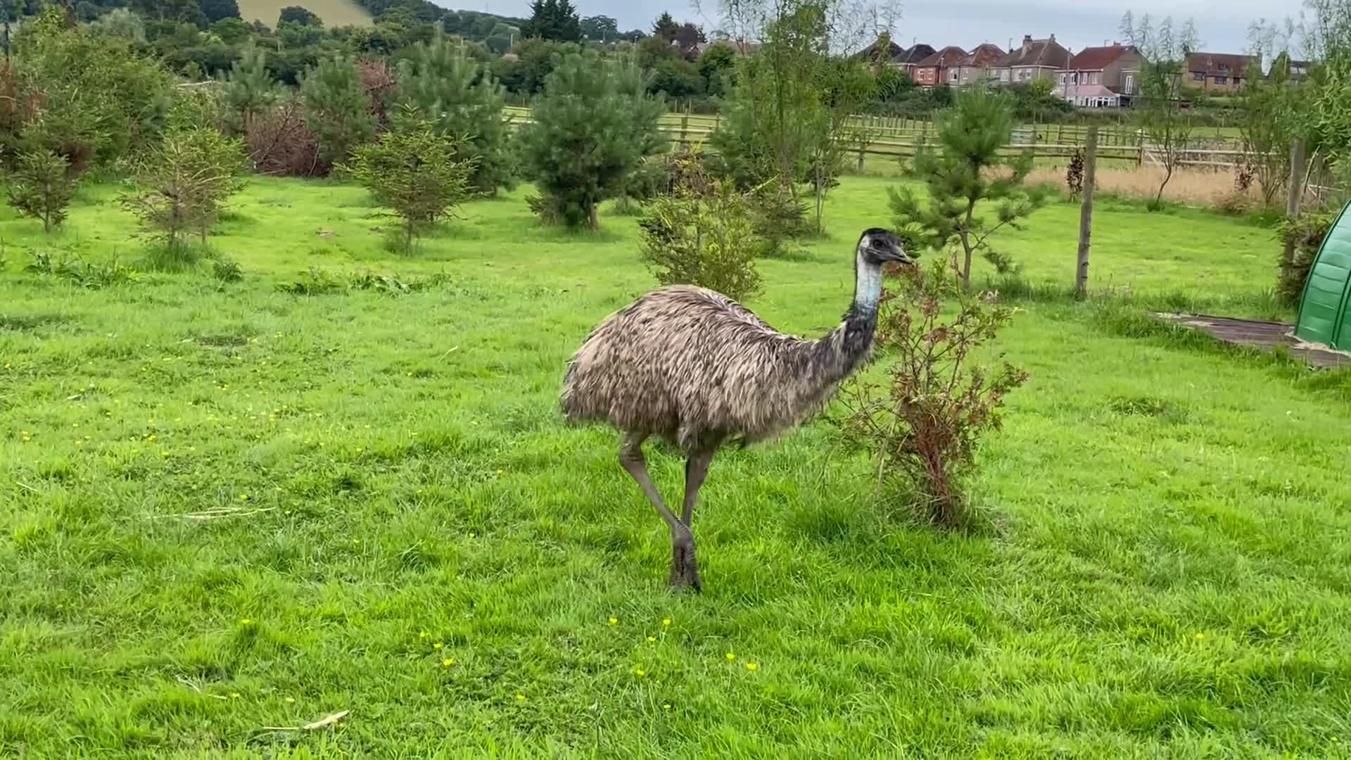 Mixed Breed birds for sale: Emu trio - Video 1