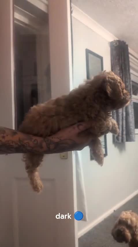 Cockapoo dogs for sale: Stunning F1BB Toy American Cockapoos - Video 4