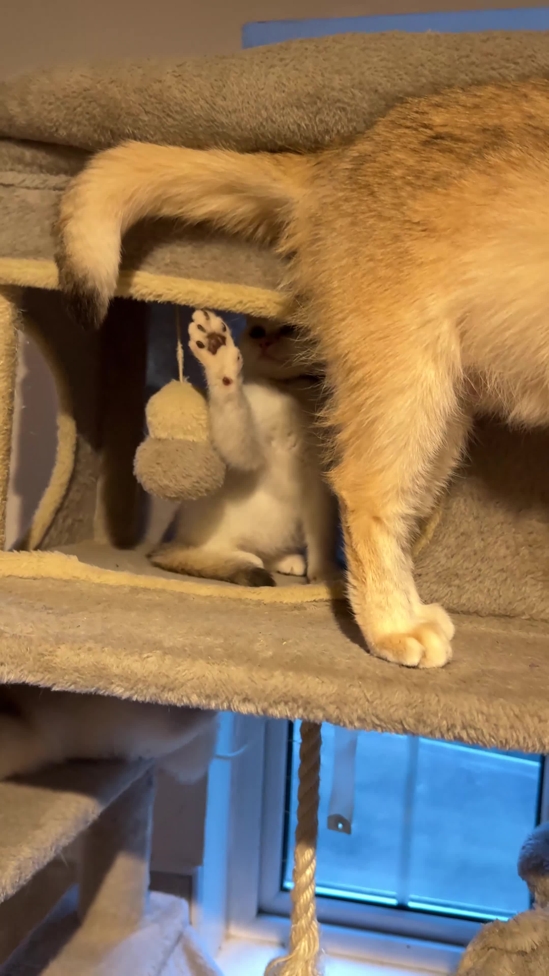 British Shorthair cats for sale: ⭐️Golden colorpoint boy⭐️ - Video 2