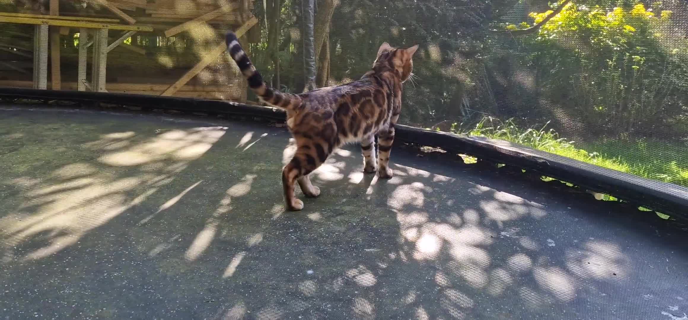 Bengal cats for stud: Bengal cat for stud, Calvin. in Peterborough - Video 2
