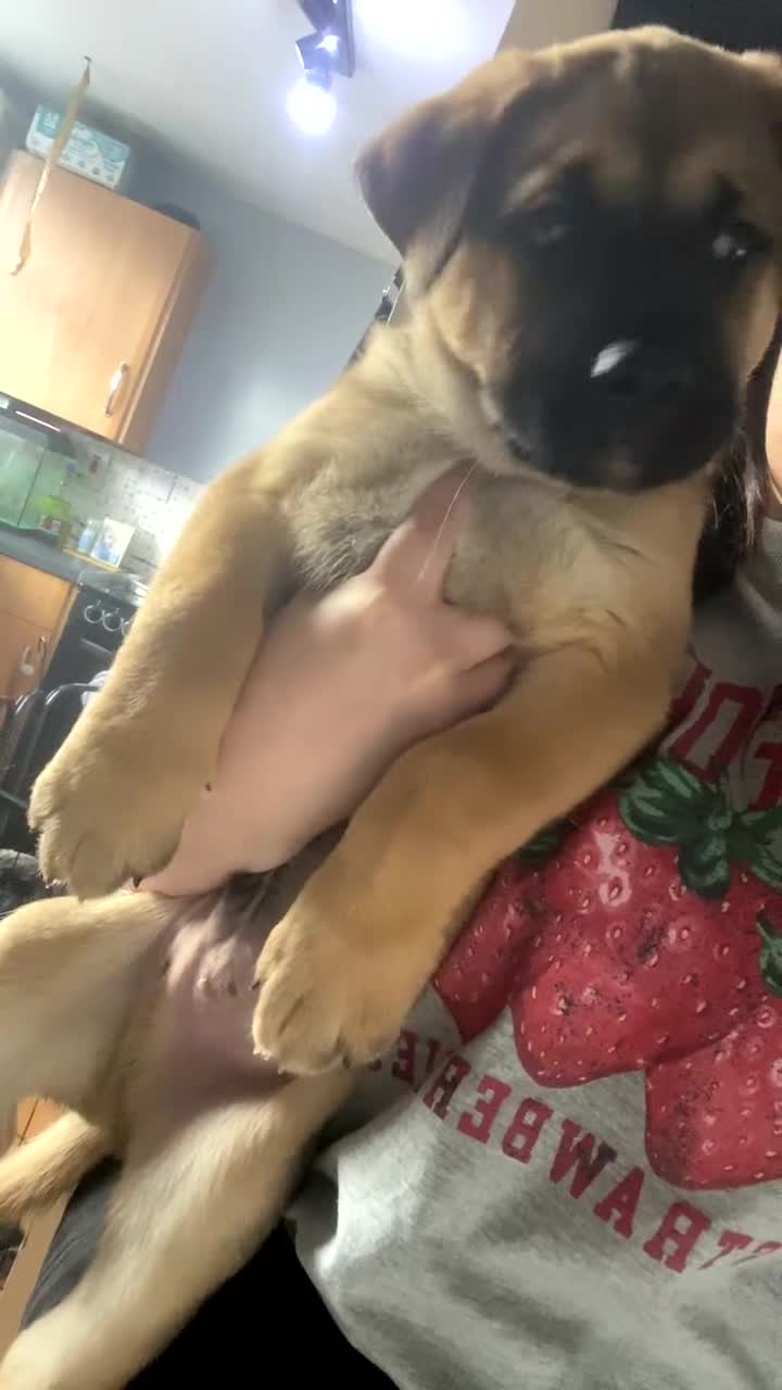 Mixed Breed dogs for sale: Rottweiler x Akita puppy  - Video 1