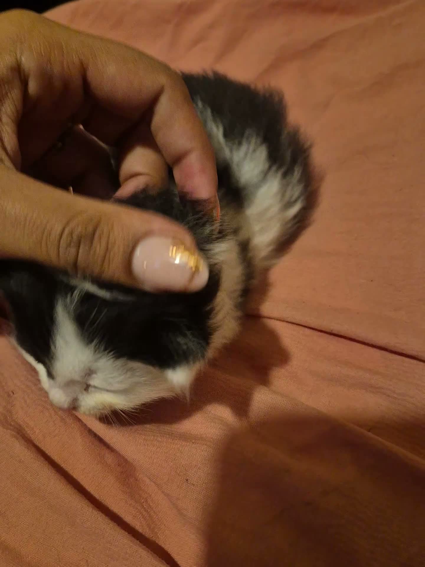 Mixed Breed cats for sale: Black and White Kitten - Ready for a New Home in Alton - Video 1