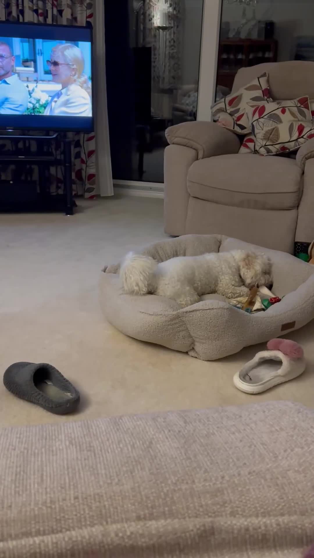 Bichon Frise dogs for sale: 1 year old Bichon frise  - Video 1