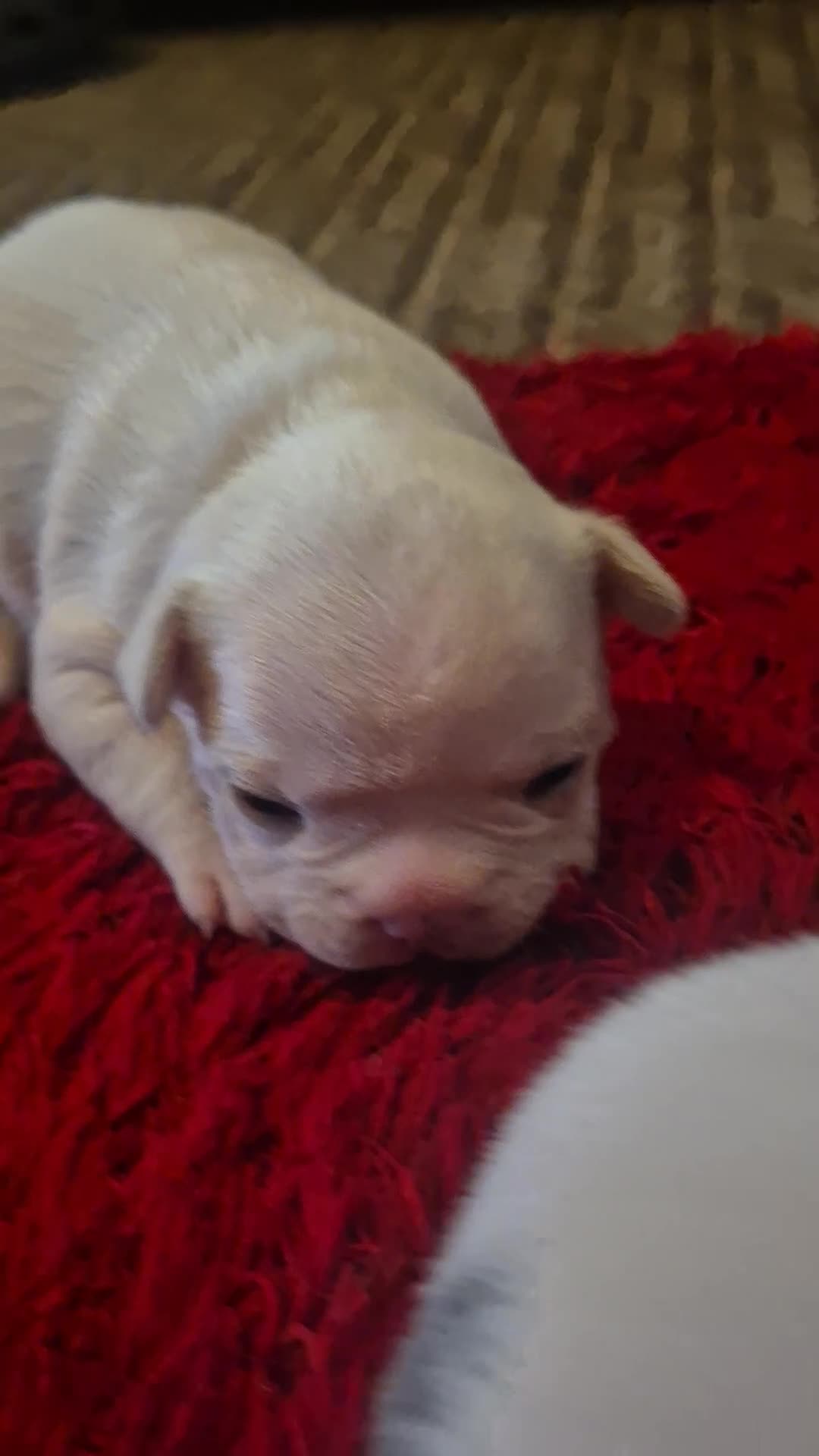 French Bulldog dogs for sale: Kc registered french bulldog puppies - Video 1
