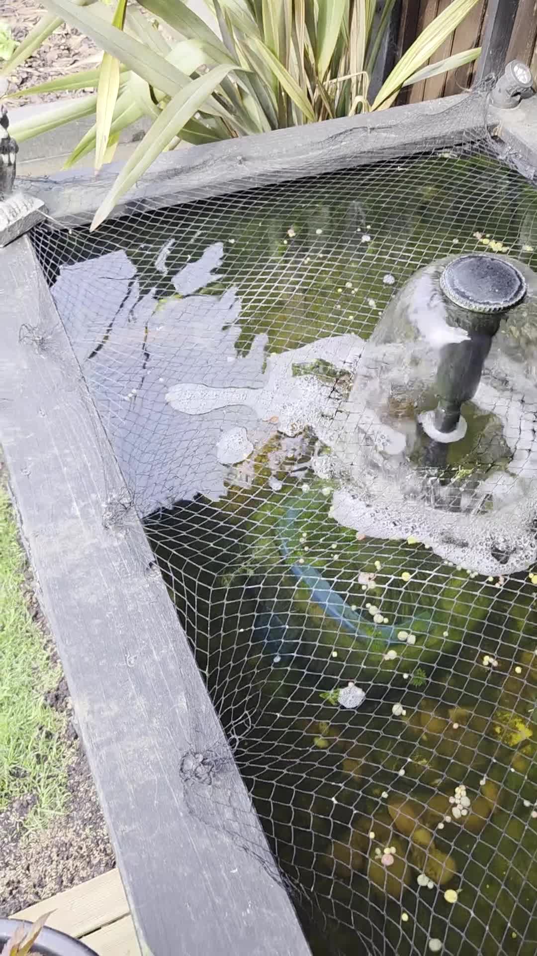 Koi Carp fish for sale: Koi for sale in Andover - Video 1