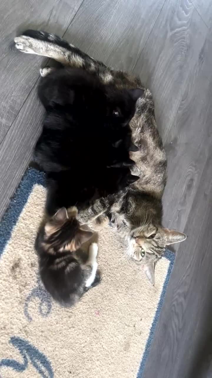 Mixed Breed cats for sale: Bengal tabby cross Turk angora kittens  - Video 1