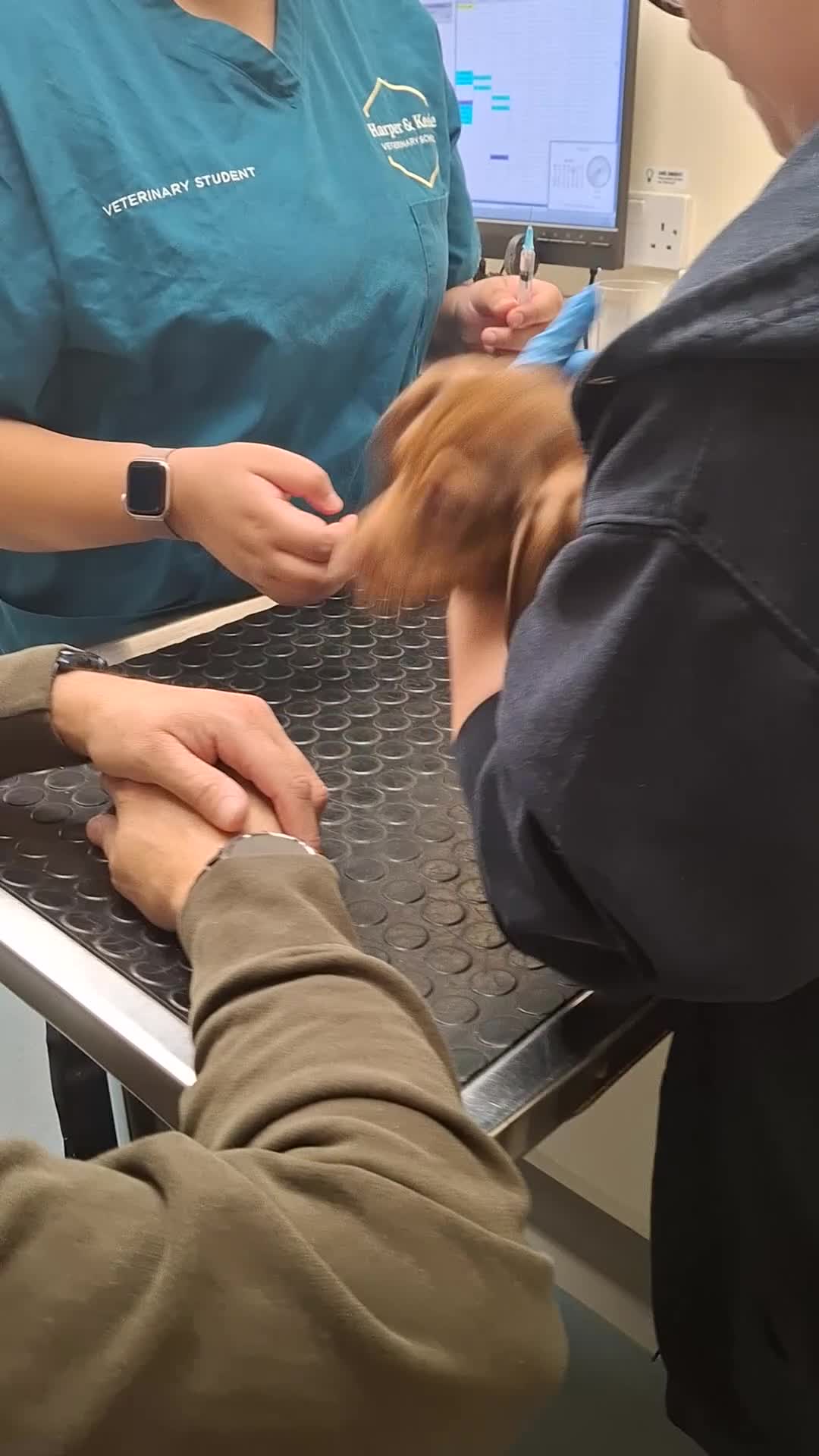 Dachshund dogs for sale: Dachshund  - Video 5