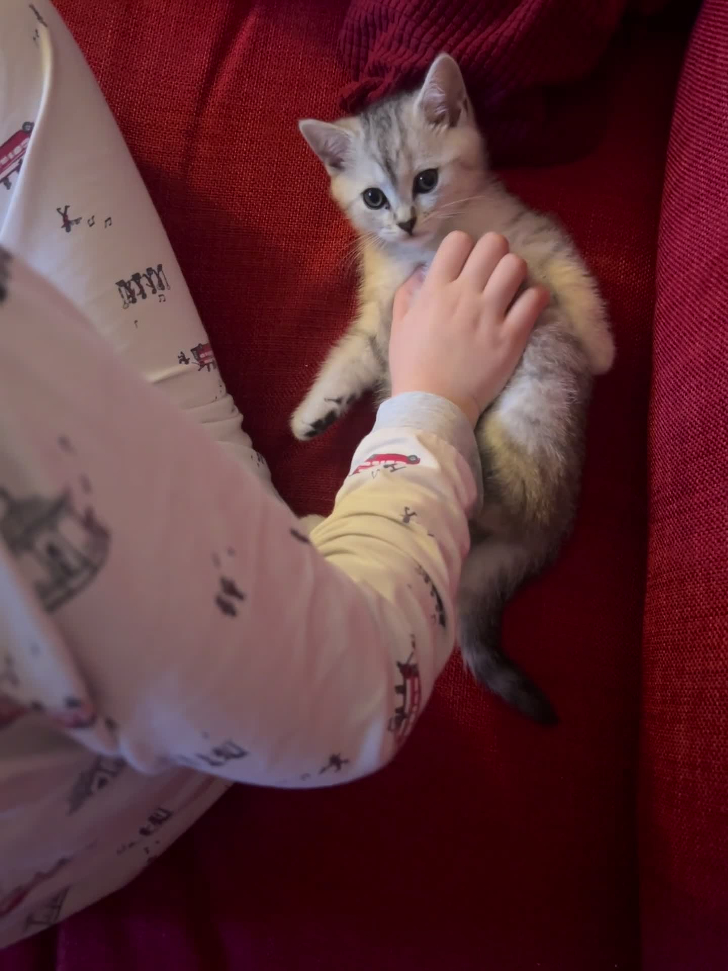 British Shorthair cats for sale: GCCF recommended breeder kittens BSH  - Video 1