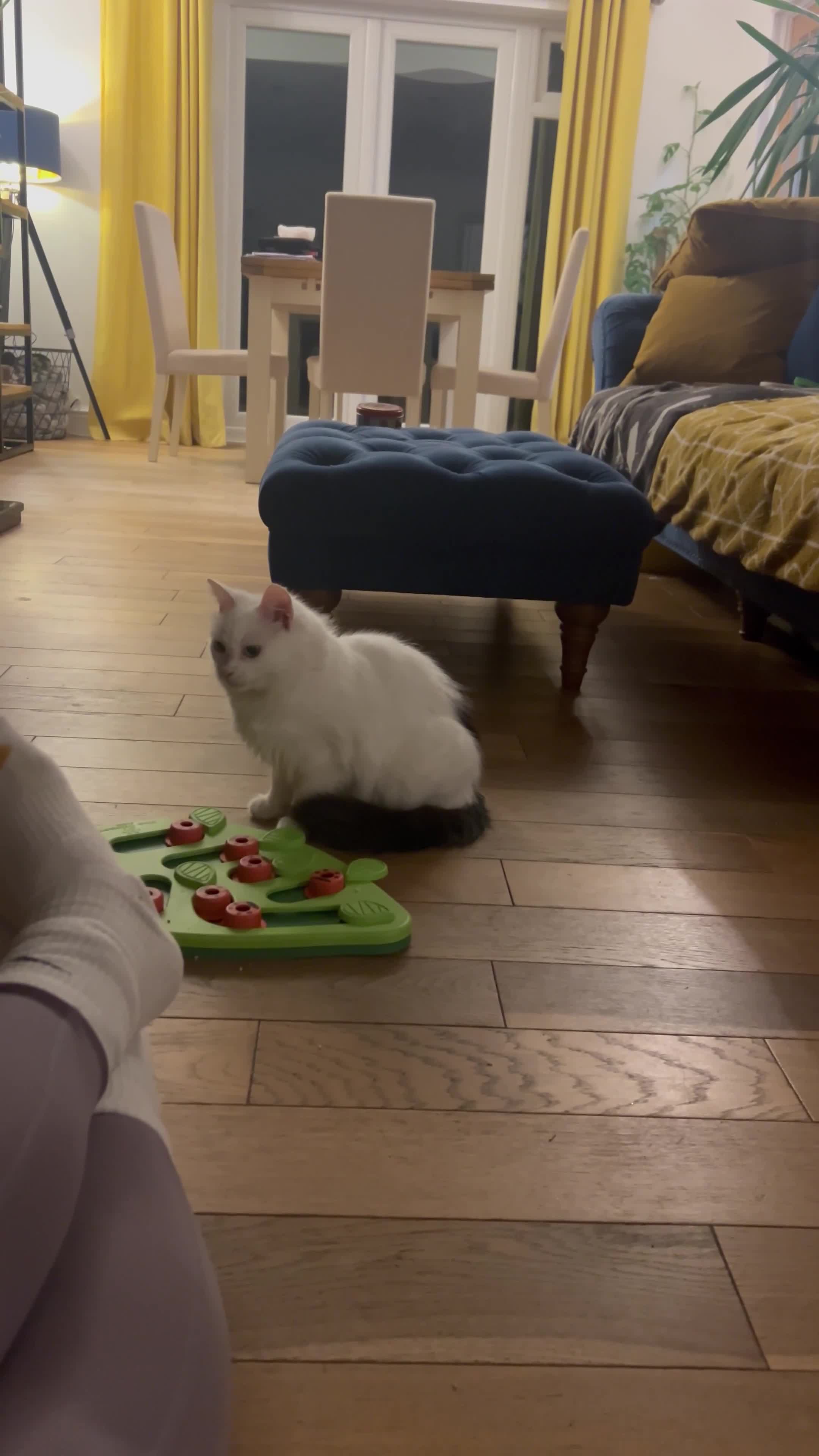 Mixed Breed cats for sale: Female white longhair cat looking for home - Video 2