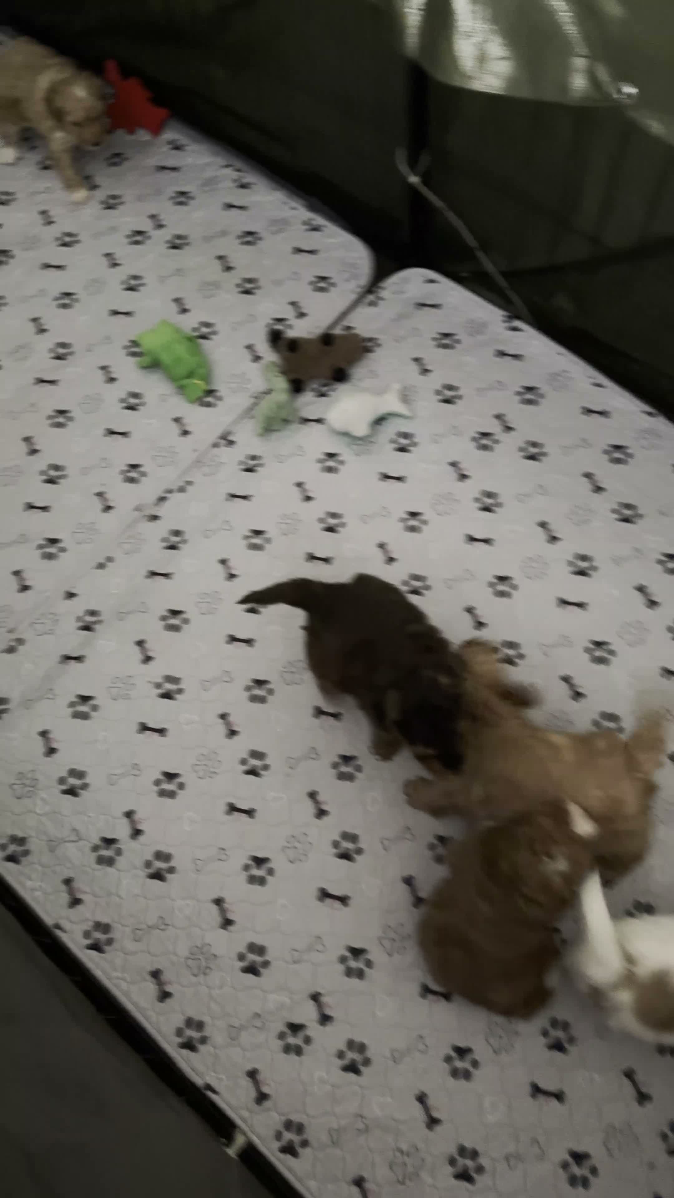 Cockapoo dogs for sale: Toy Poodle x Cockerpoo Puppies - Video 5