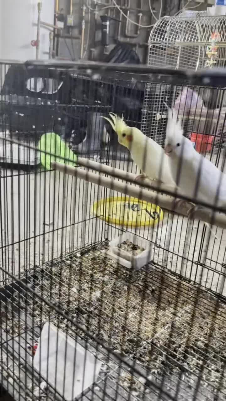 Lovebirds birds for sale: Pair of Cocktail  with cage  - Video 1