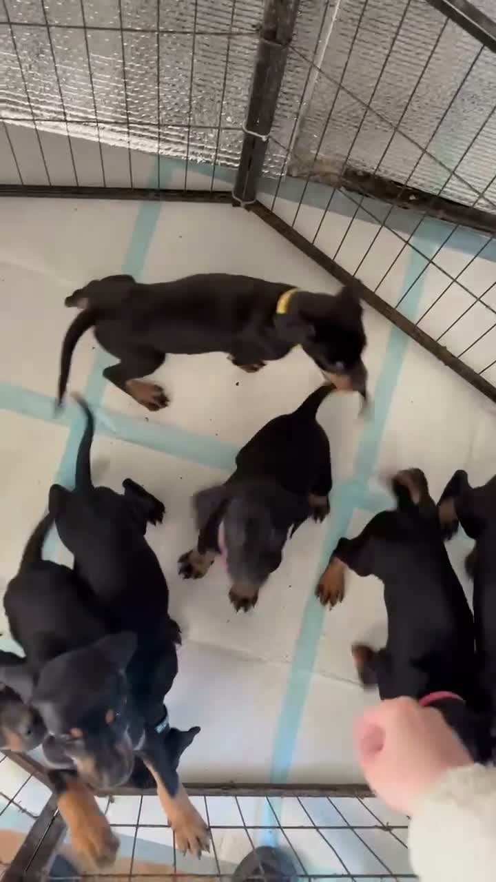 Dobermann dogs for stud: Dobermann x Catahoula Leopard Dog Stud - Video 1