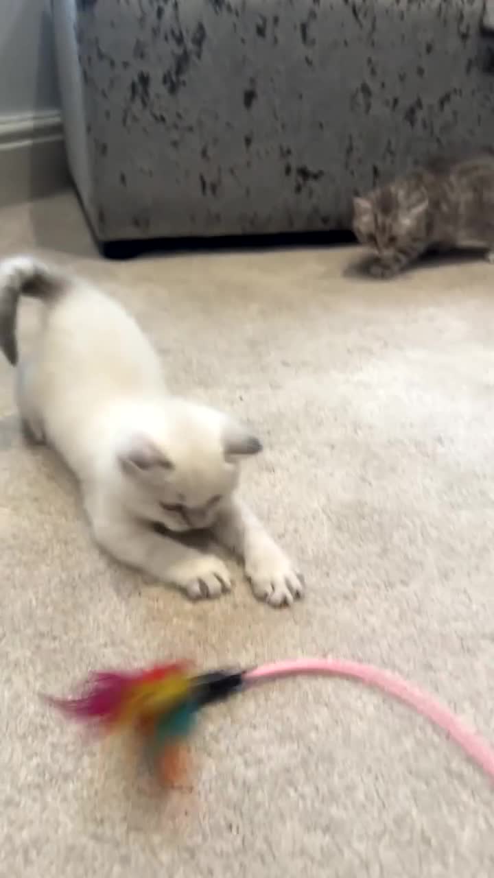 British Shorthair cats for sale: WHITE BSH kittens for sale - Video 3