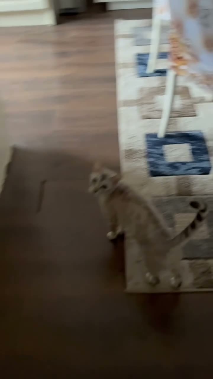 Bengal cats for stud: Female in Peterborough - Video 1