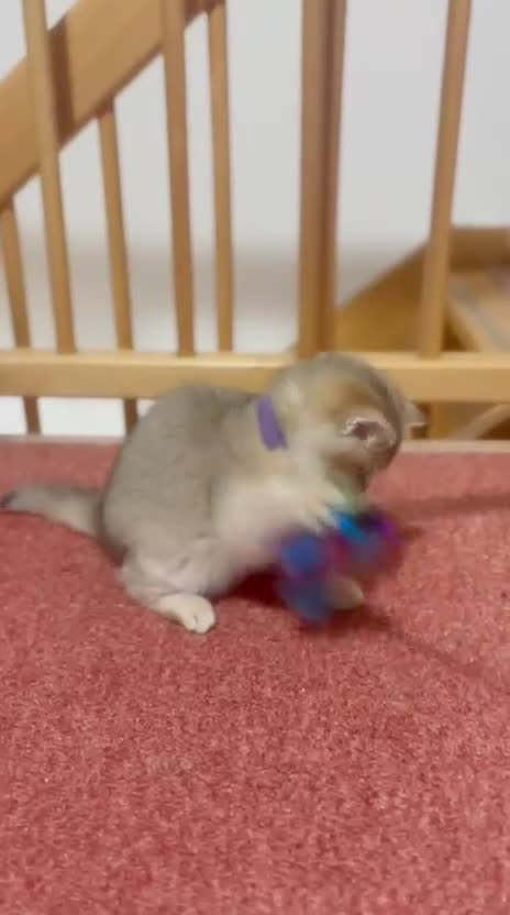 British Shorthair cats for sale: Charming British golden chinchillas - Video 3