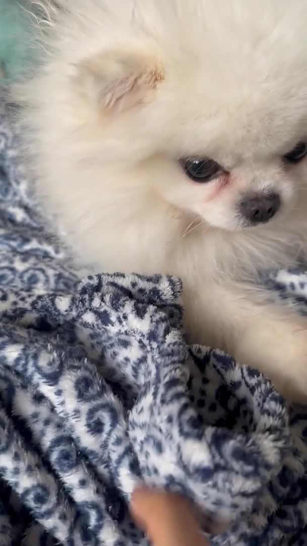Pomeranian dogs for stud:  🏆 Asian White🏆 Pom TINY ovulation test included - Video 2