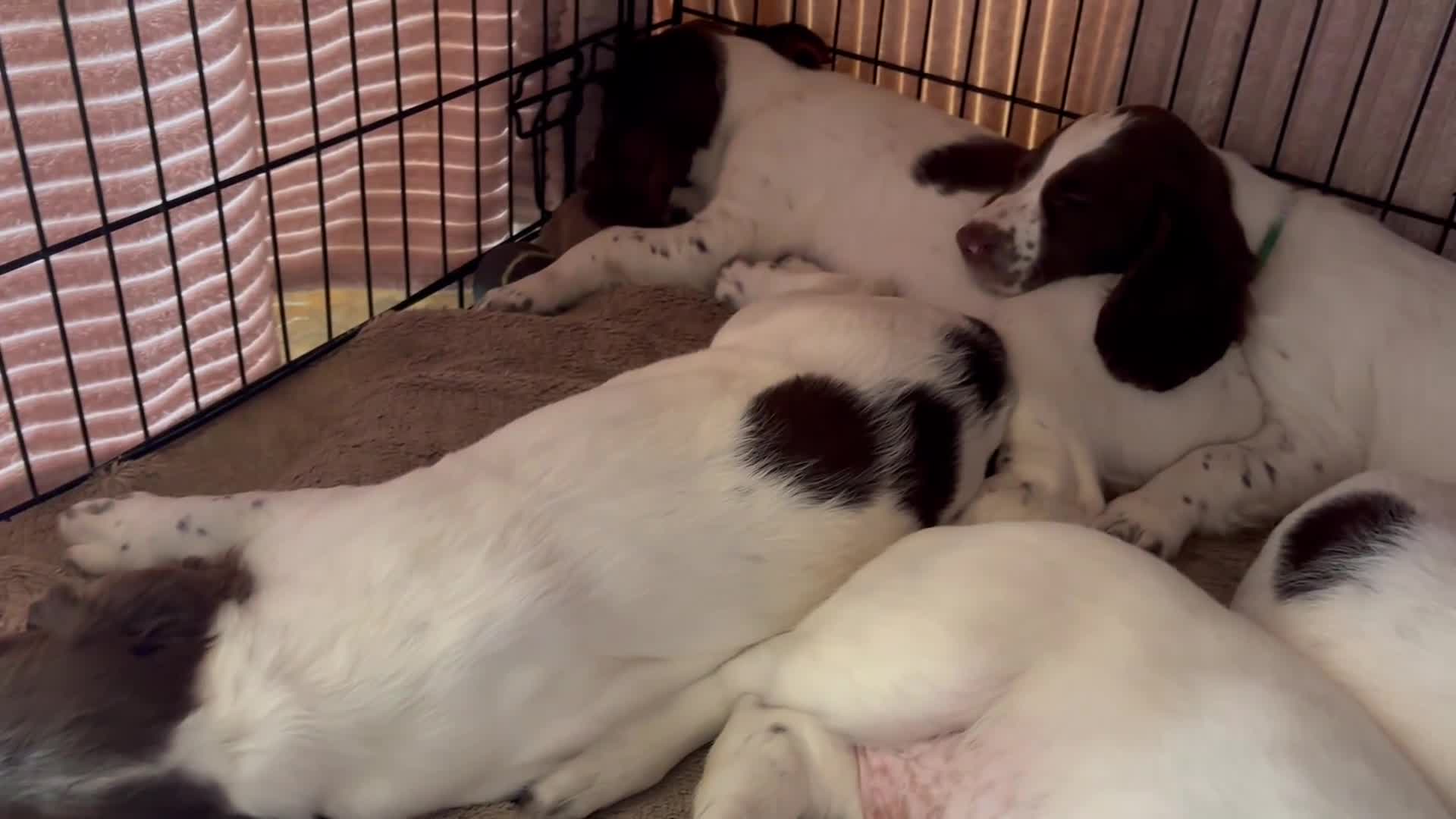 English Springer Spaniel dogs for sale: KC Working ESS puppies Ready to be rehomed now - Video 1