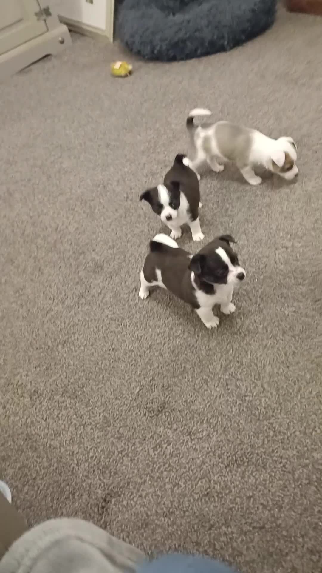 Mixed Breed dogs for sale: Jackawawa puppies in Bishop Auckland - Video 1