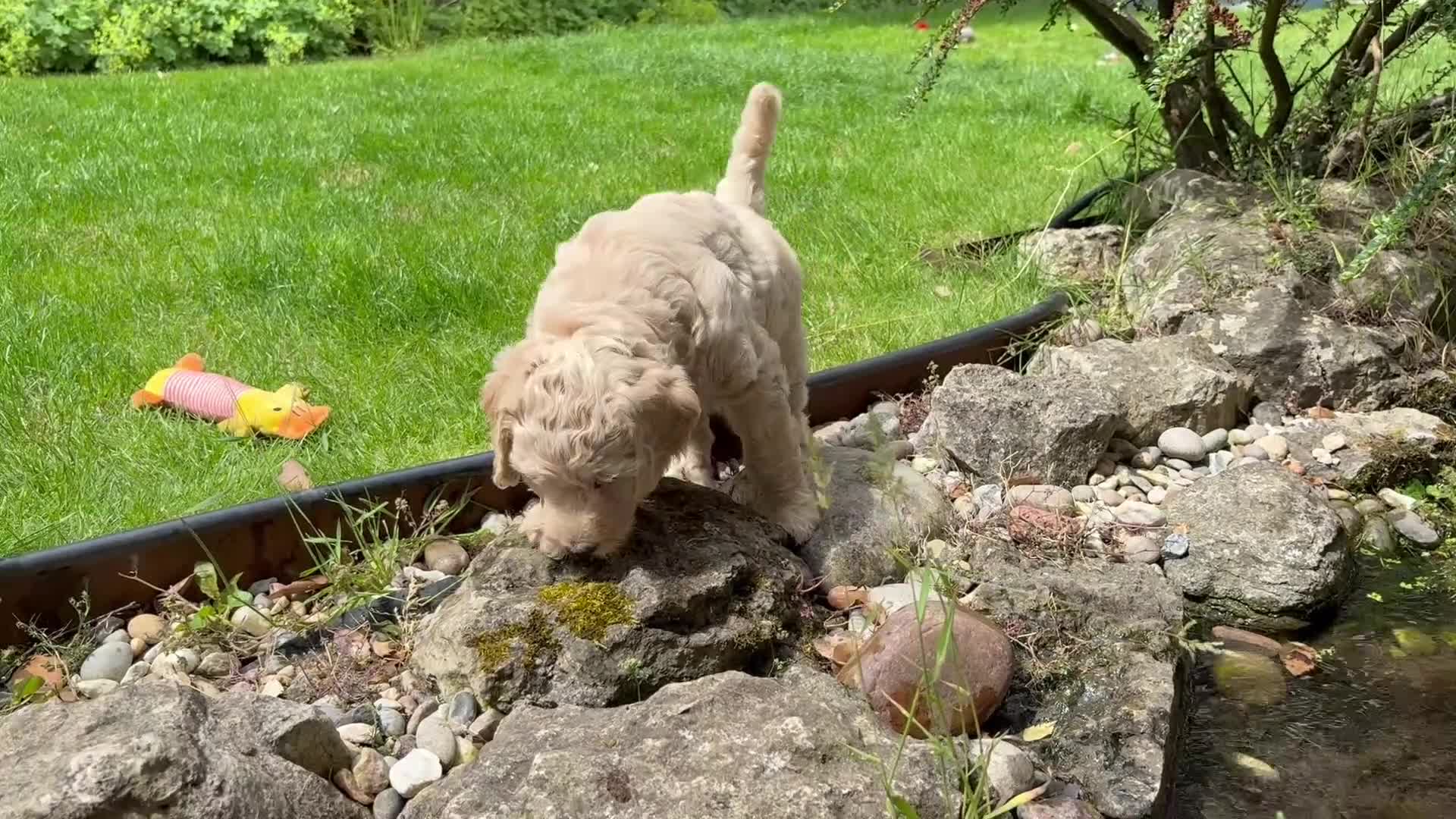 Goldendoodle dogs for sale: LAST THREE! Golden doodle pups from a loving home - Video 4