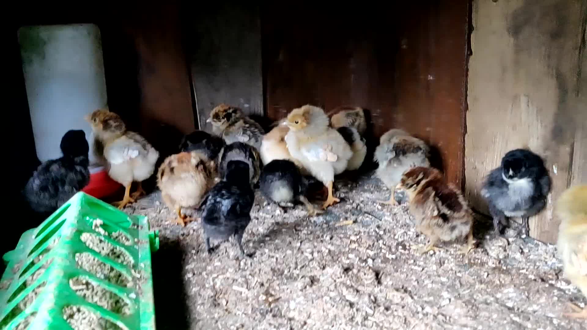 Chickens poultry for sale: Newborn baby chicks for sale in London  - Video 2