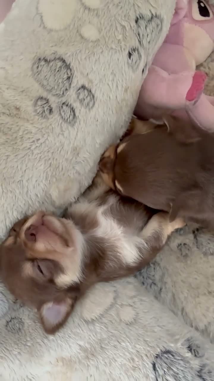 Chihuahua dogs for sale: KC registered chihuahua puppies 2 boys ❤️ in Corby - Video 5