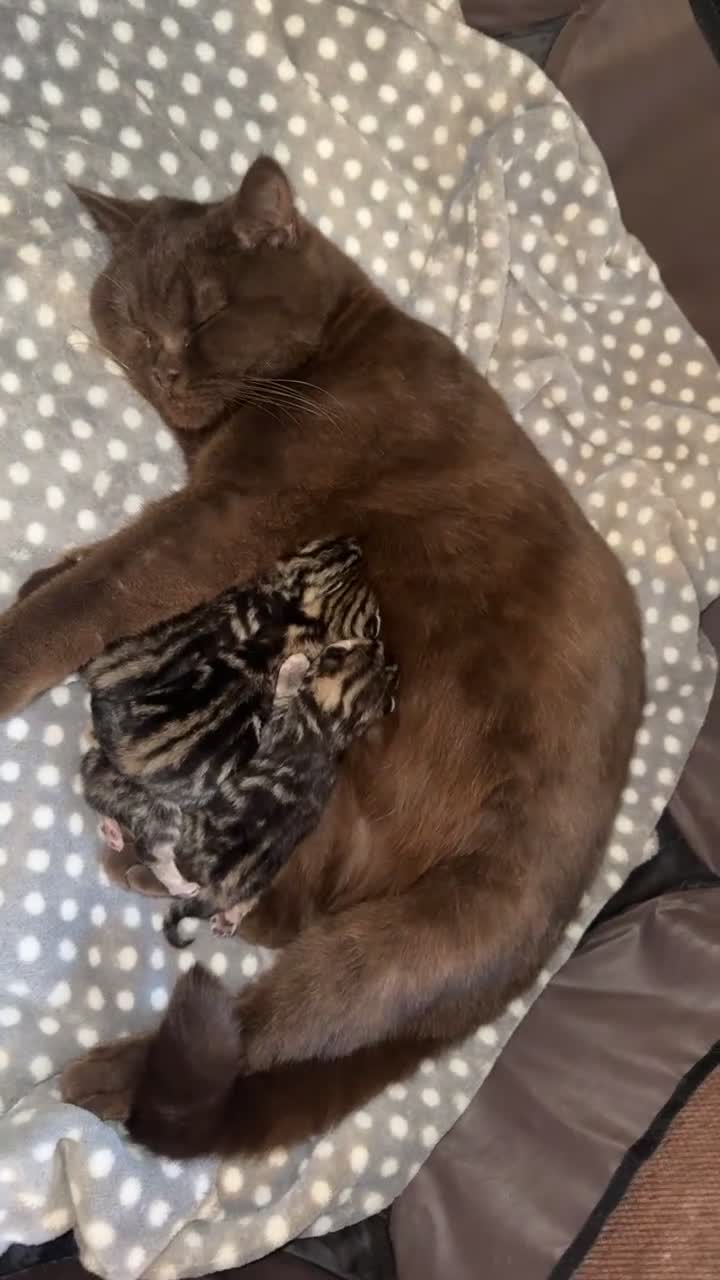 British Shorthair cats for sale: British short hair kittens  - Video 3