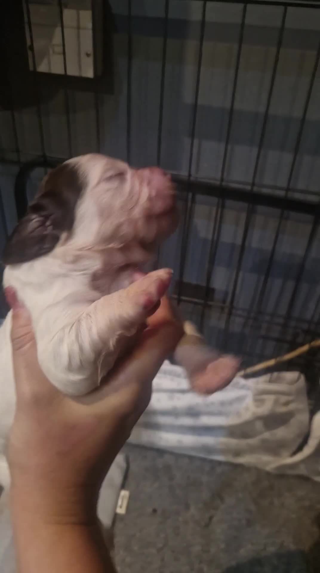 Cocker Spaniel dogs for sale: Stunning kc working cocker spaniels - Video 4