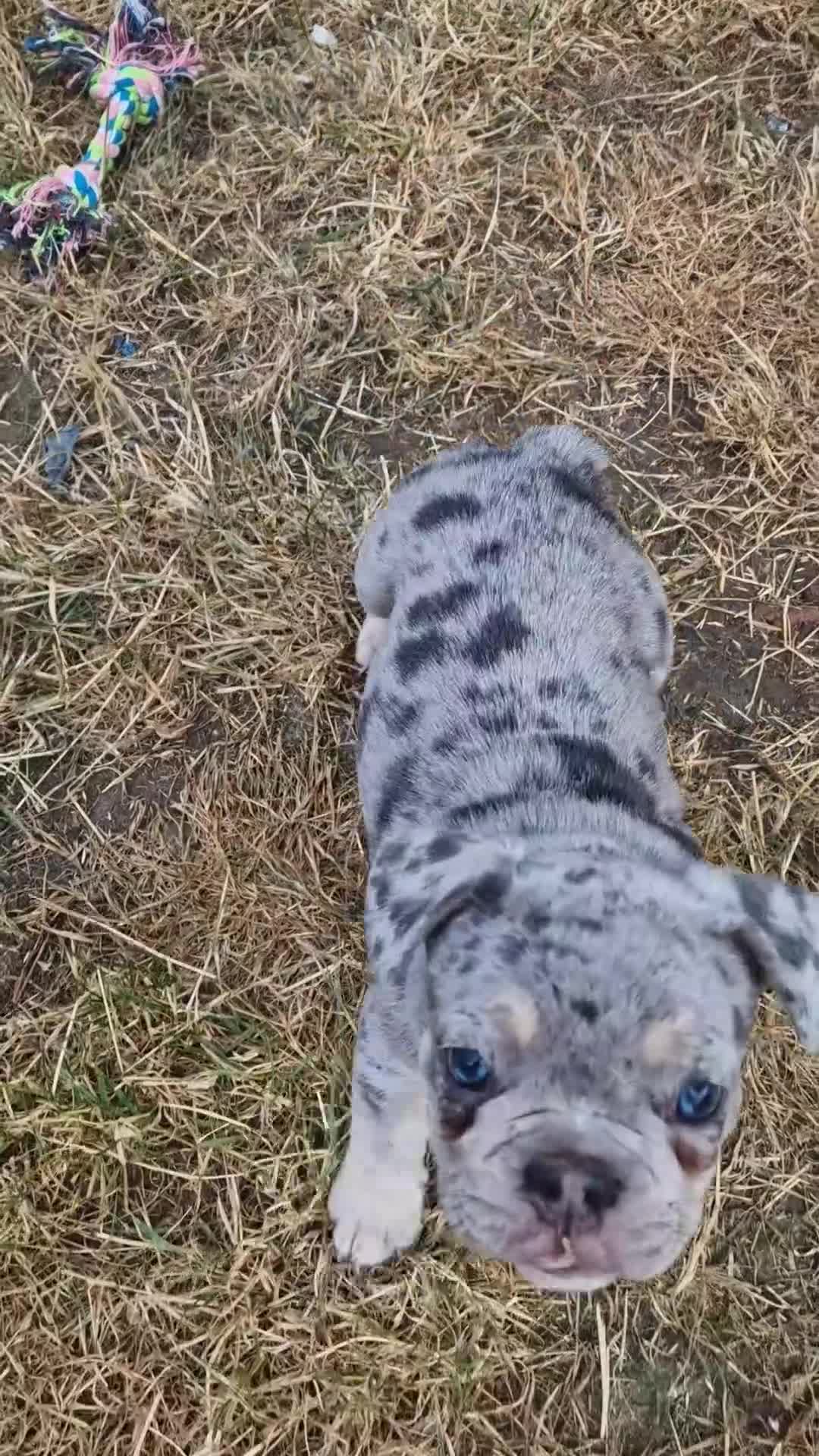 French Bulldog dogs for sale: French bulldog, 1 girl left  - Video 2