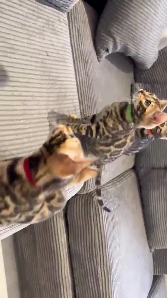 Bengal cats for sale: Confident, Socialised Tica Bengals - Hand Reared  - Video 2