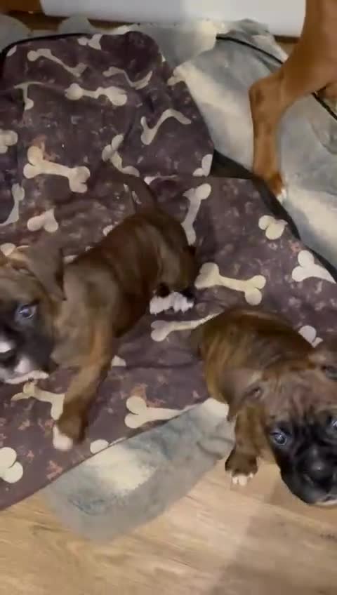 Boxer dogs for stud: Beautiful Dark Brindle Boxer|KC reg| Heart scored - Video 1