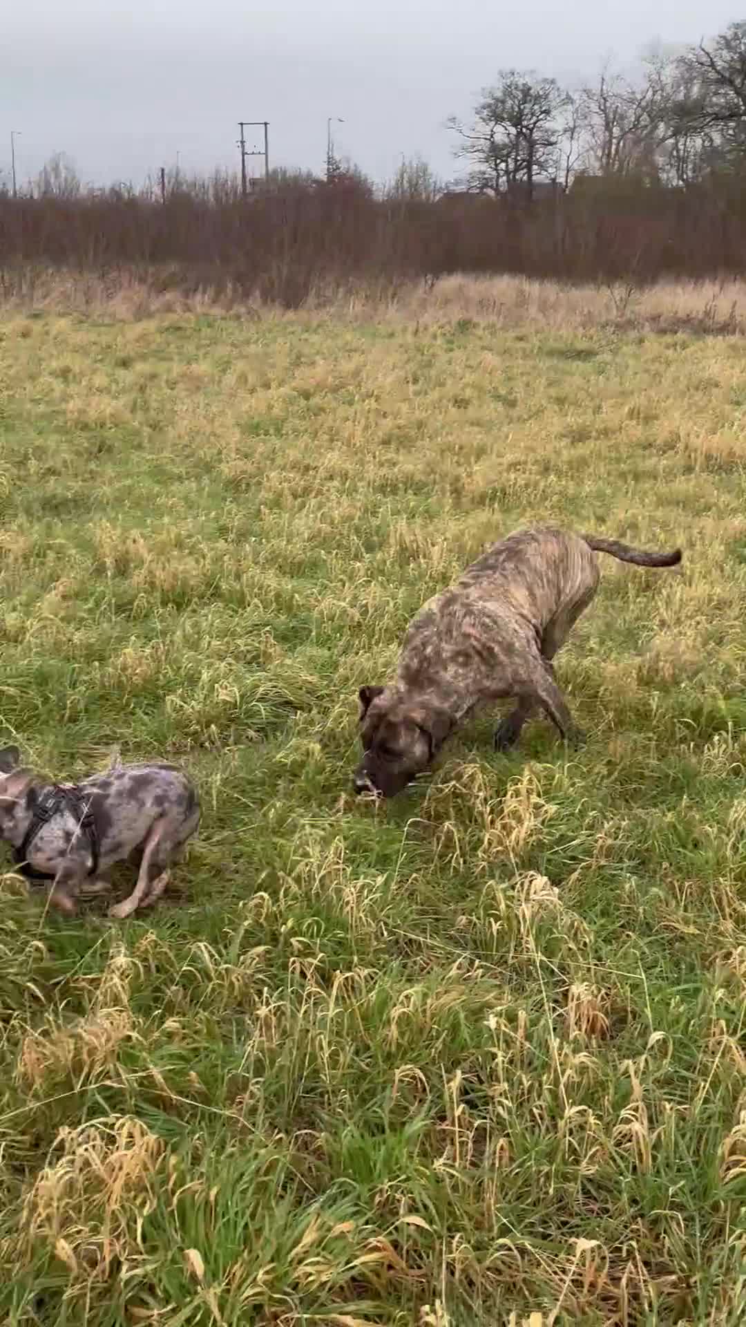Presa Canario dogs for sale: Presa canario for sale - Video 1