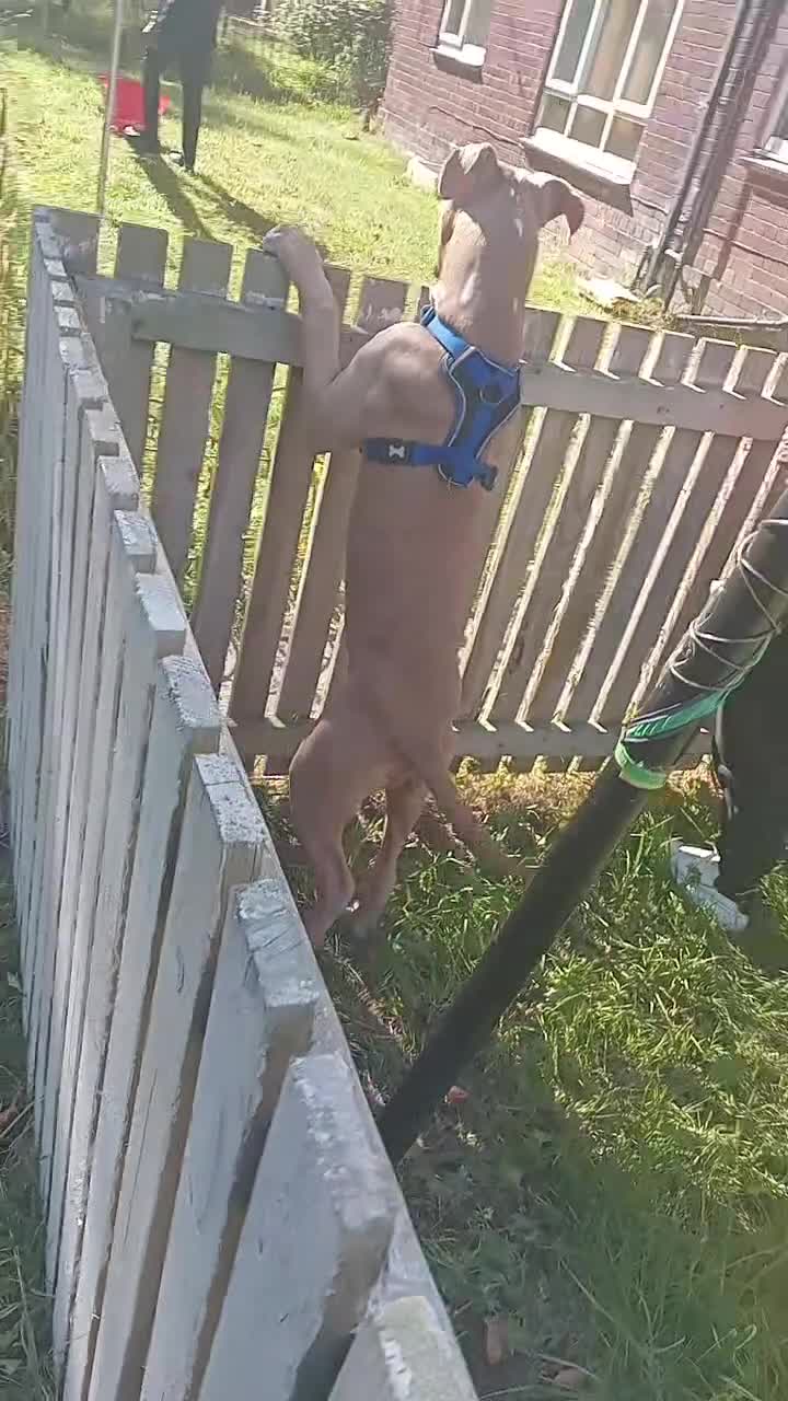 Mixed Breed dogs for sale: Tyson - Video 1
